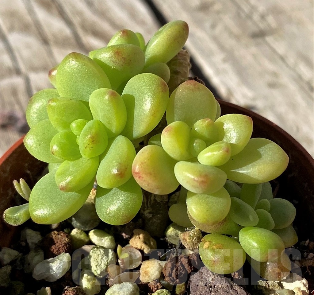 SH22456 Echeveria ‘Shangri La’