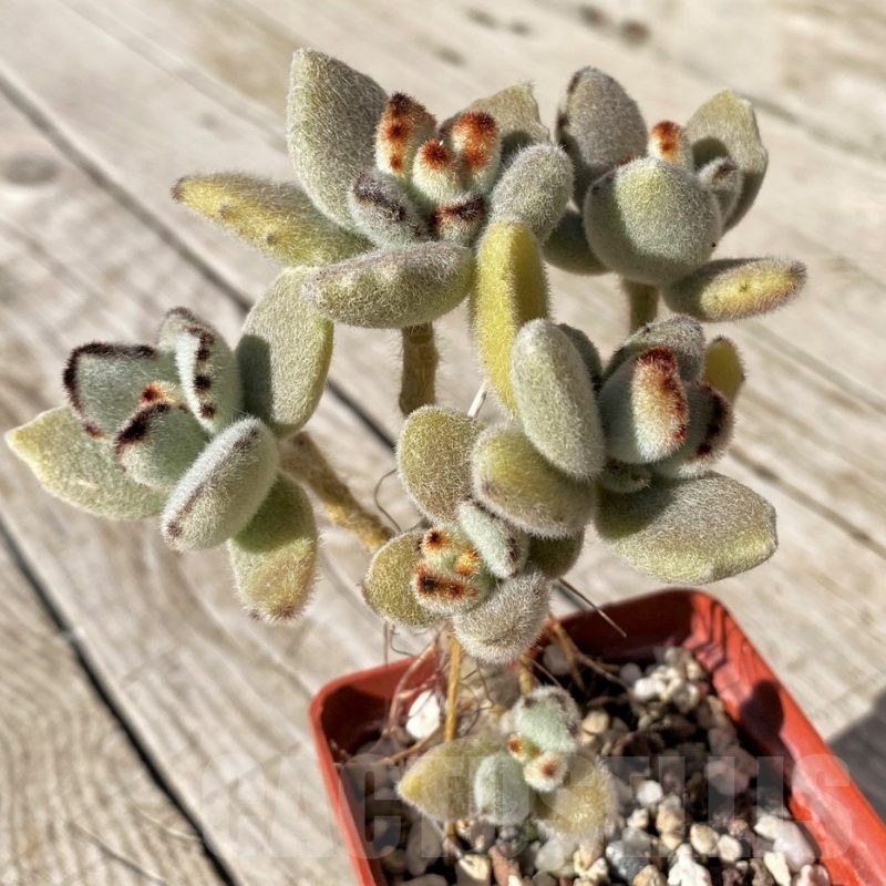 SH22423 Kalanchoe tomentosa hybrid