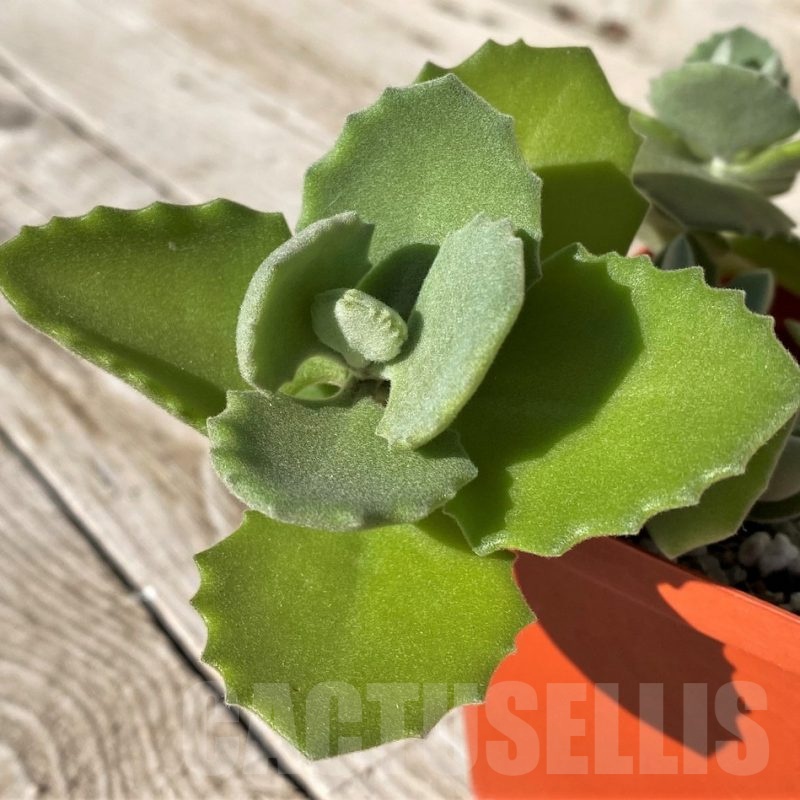 SH22424 Kalanchoe millotii