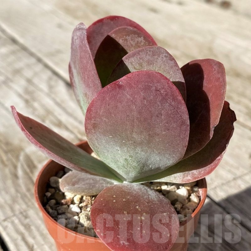 SH22425 Kalanchoe thyrsiflora