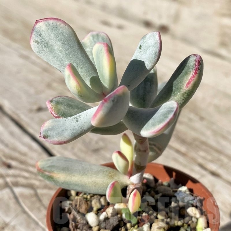 SH22426 Cotyledon orbiculata f. variegata