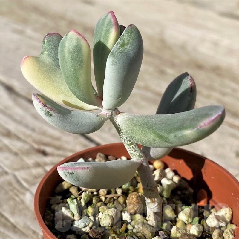 SH22427 Cotyledon orbiculata f. variegata