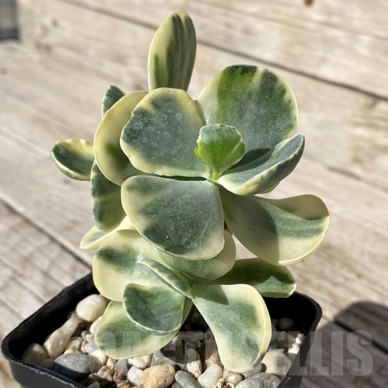 SH22428 Cotyledon undulata f. variegata