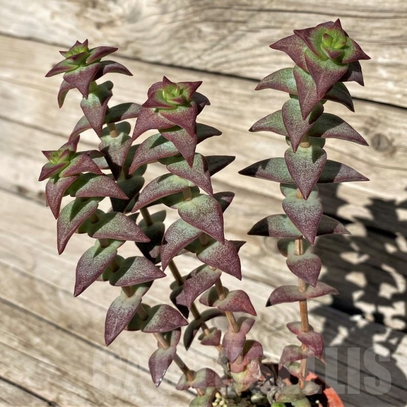 SH22429 Crassula perforata