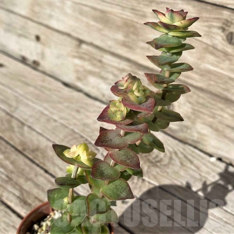 SH22430 Crassula perforata f. variegata