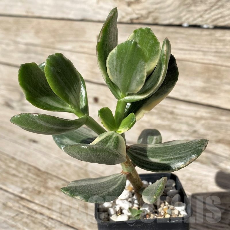 SH22432 Crassula arborescens ‘White’