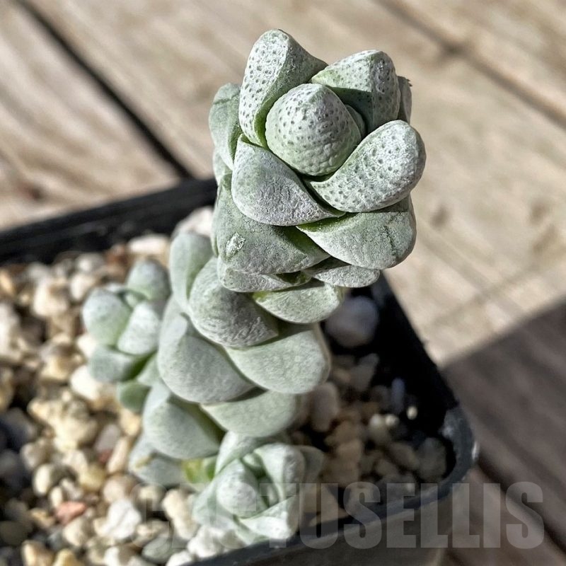 SH22433 Crassula deceptor