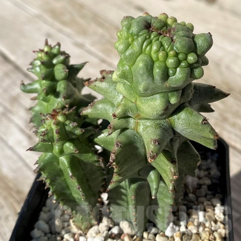 SH22420 Euphorbia horrida f. monstrosa
