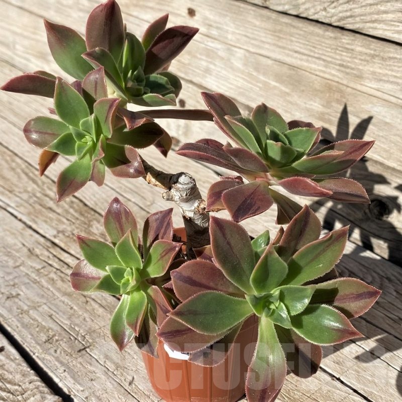 SH22437 Aeonium ‘Leucoblepharum’