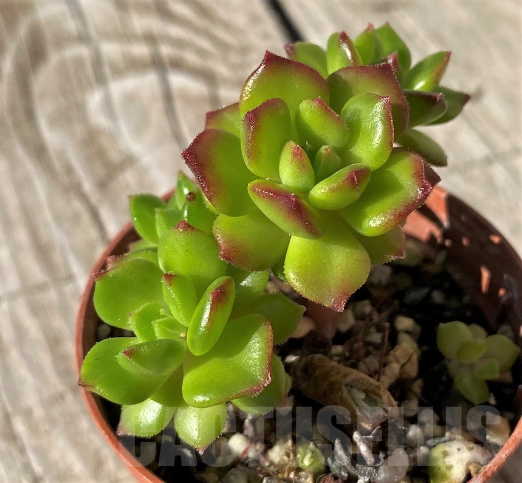 SH22441 Sedeveria 'Letizia' - Imagen 2