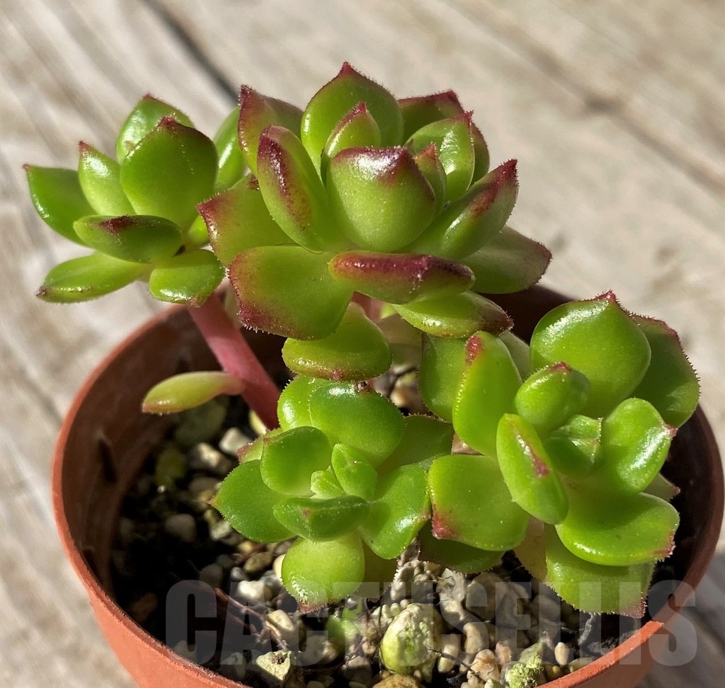 SH22441 Sedeveria 'Letizia'