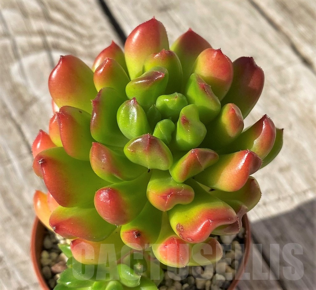 SH22442 Echeveria 'Red lantern'