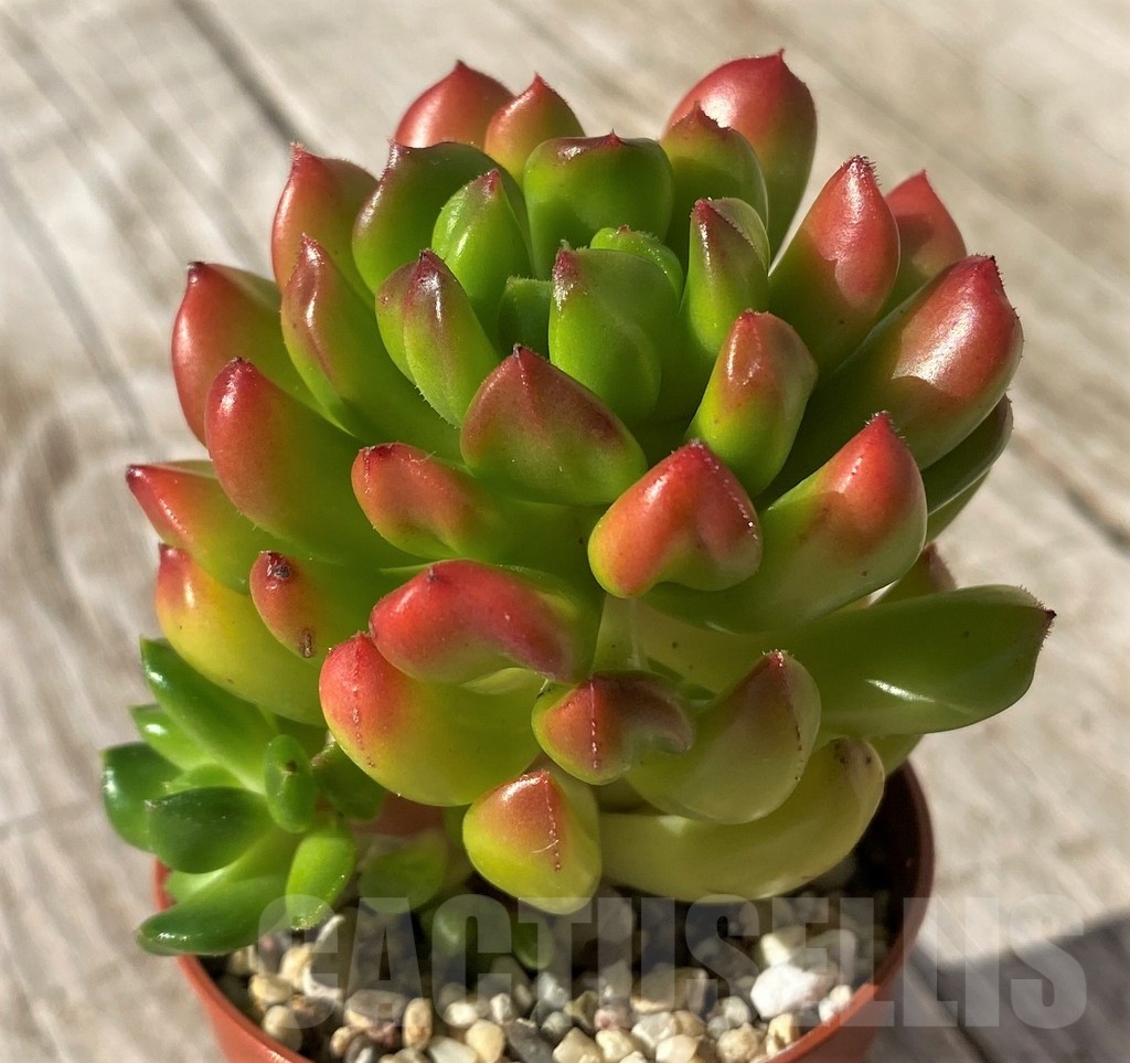 SH22442 Echeveria 'Red lantern' - immagine 2