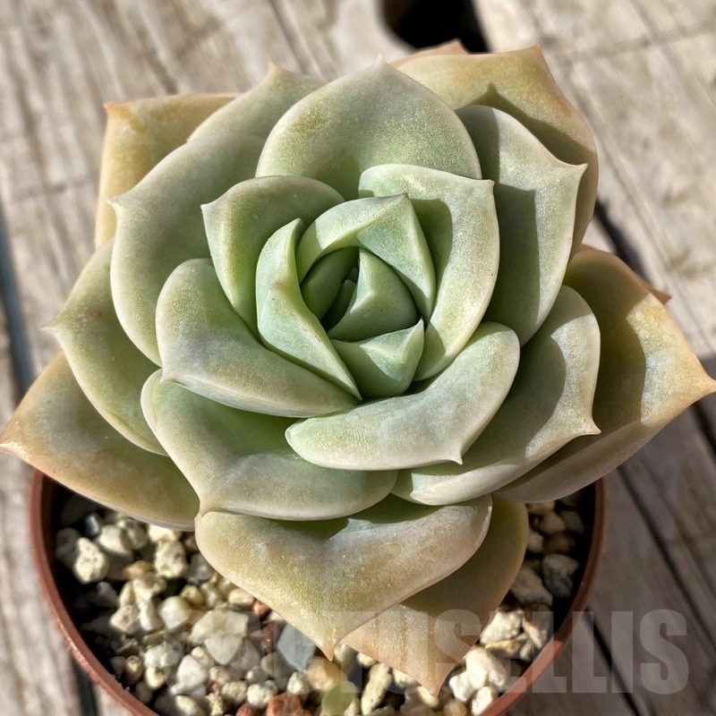 SH22443 Echeveria 'Lovely Rose'