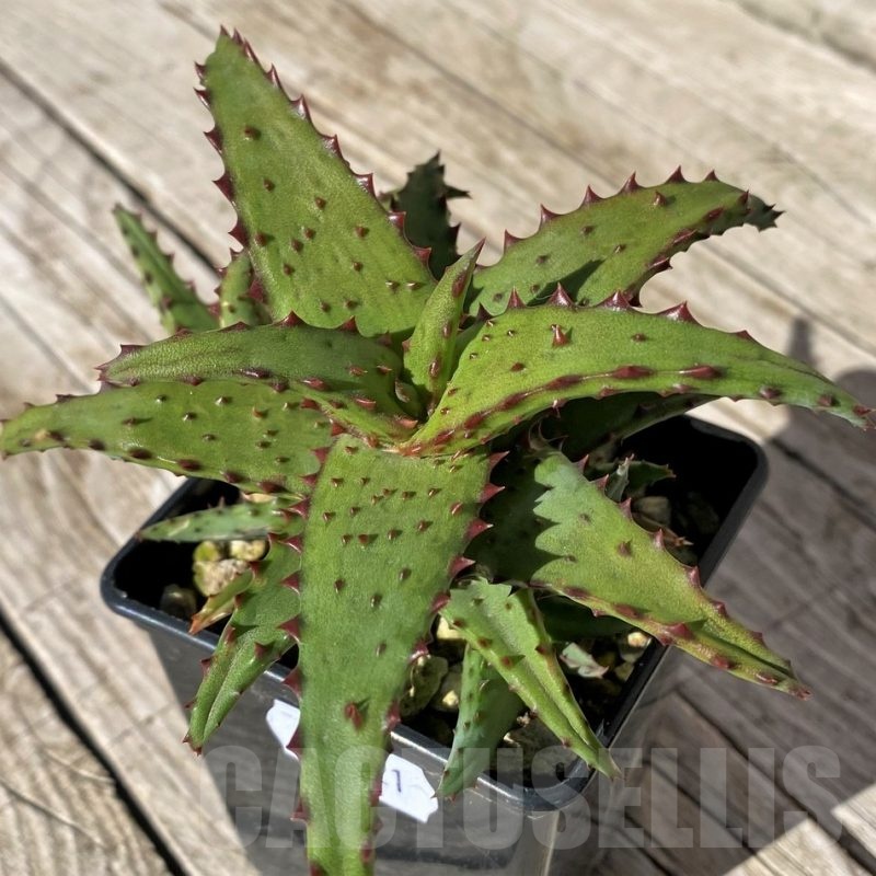 SH22421 Aloe castilloniae hybrid
