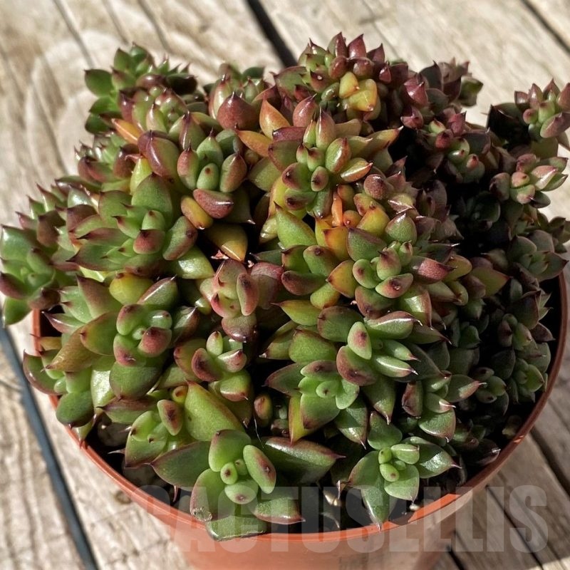 SH22445 Echeveria agavoides f. cristata