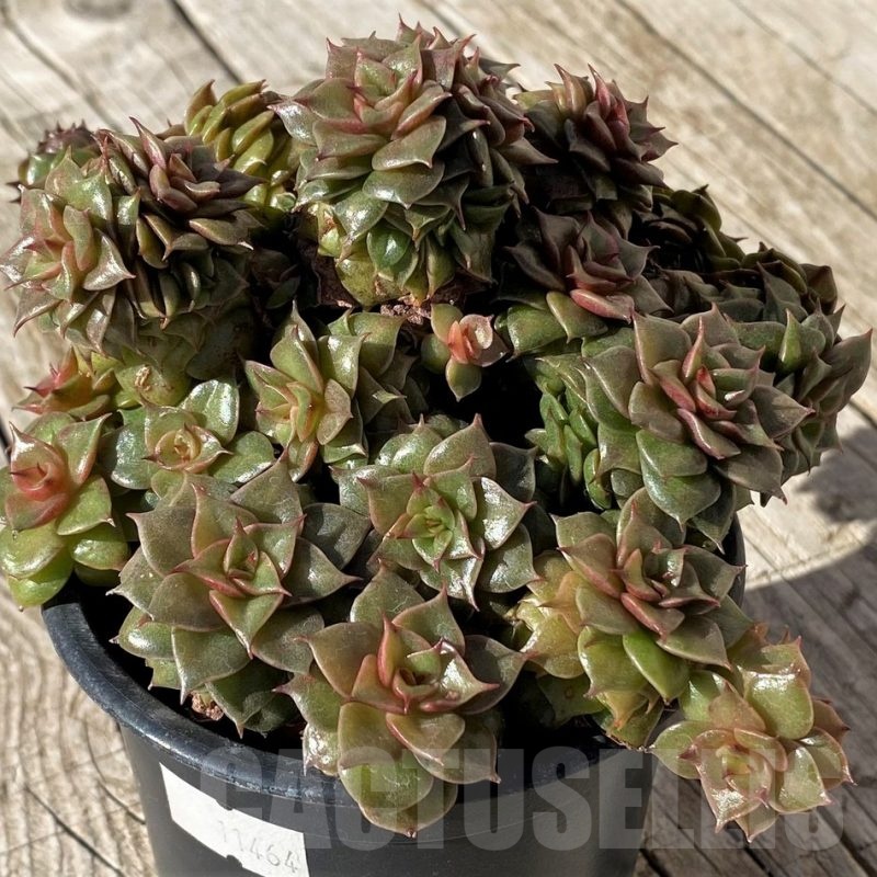 SH22447 Echeveria ‘Golden Flame’