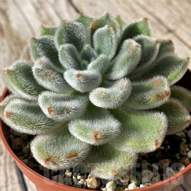 SH22449 Echeveria setosa