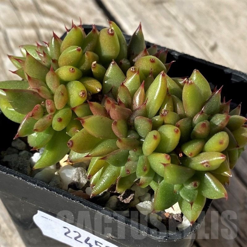 SH22451 Echeveria agavoides f. cristata