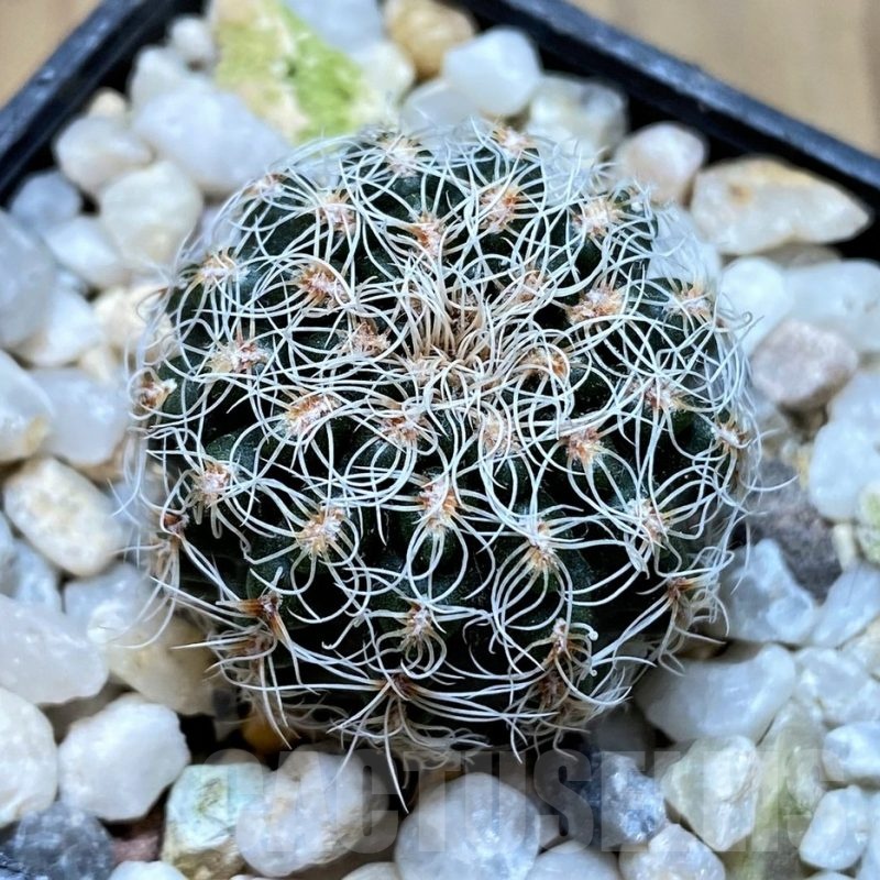 YAR22467 Gymnocalycium gertii GN 968-1