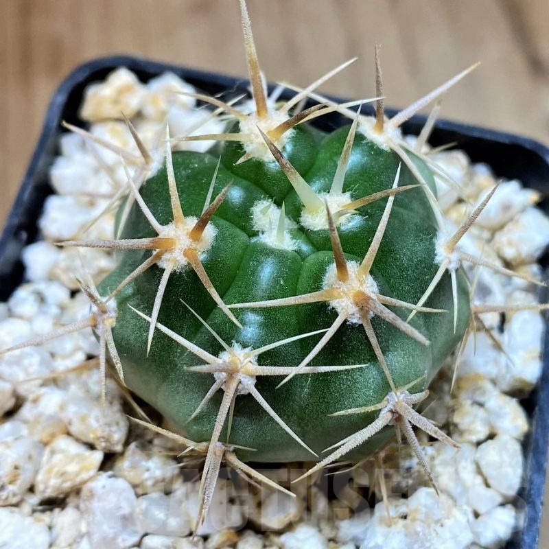 YAR22469 Gymnocalycium achirasense white spines selection
