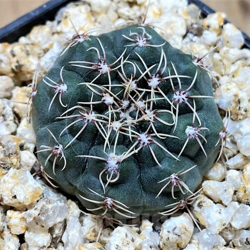 YAR22464 Gymnocalycium vatteri GN 91-376