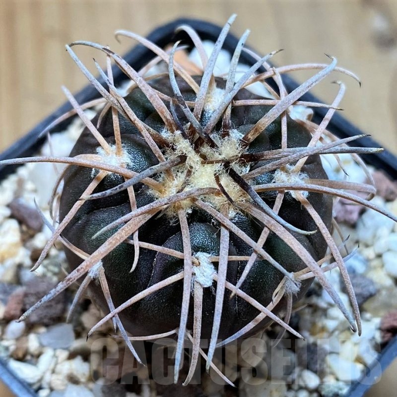 YAR22470 Gymnocalycium spegazzinii v. major x unguispinum, grafted