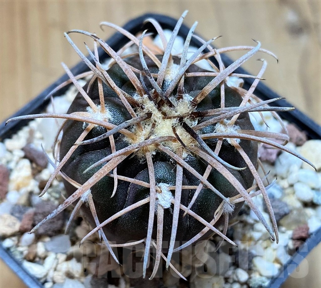 YAR22470 Gymnocalycium spegazzinii v. major x unguispinum, grafted