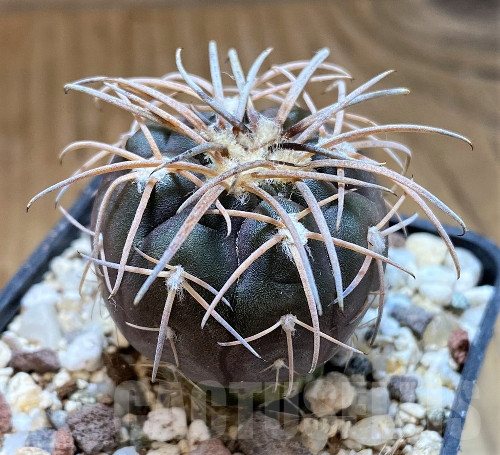 YAR22470 Gymnocalycium spegazzinii v. major x unguispinum, grafted - immagine 2