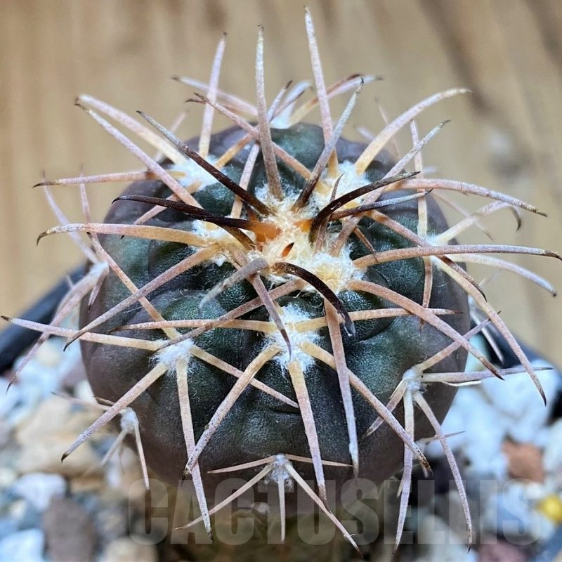 YAR22471 Gymnocalycium spegazzinii v. major x unguispinum, grafted