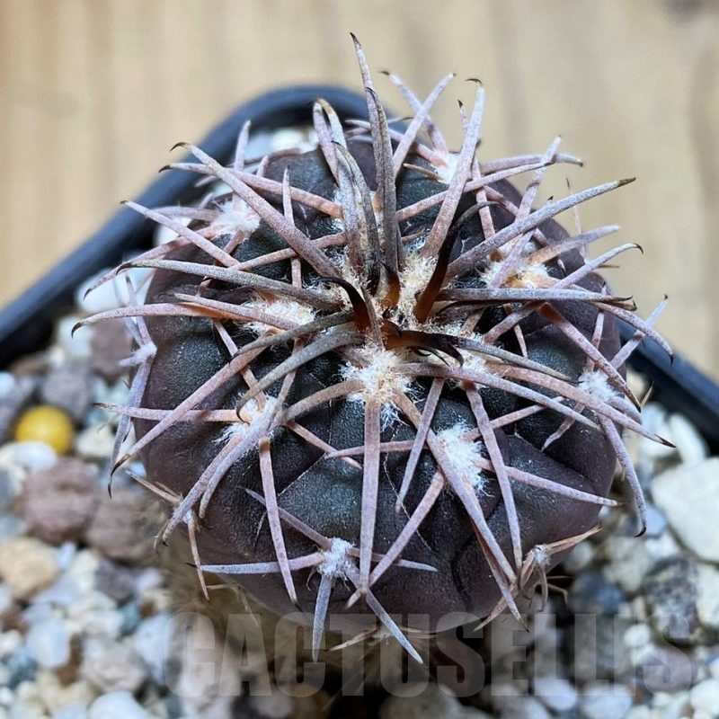 YAR22472 Gymnocalycium spegazzinii v. major x unguispinum, grafted