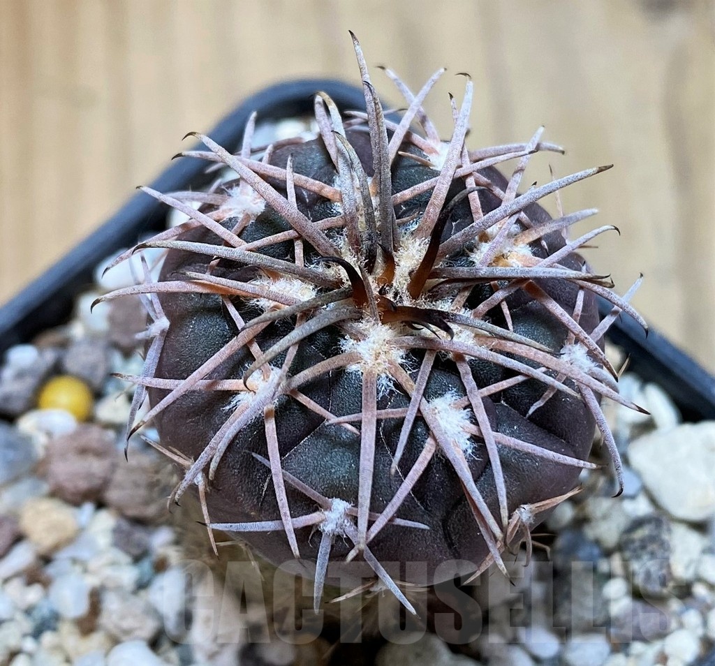 YAR22472 Gymnocalycium spegazzinii v. major x unguispinum, grafted