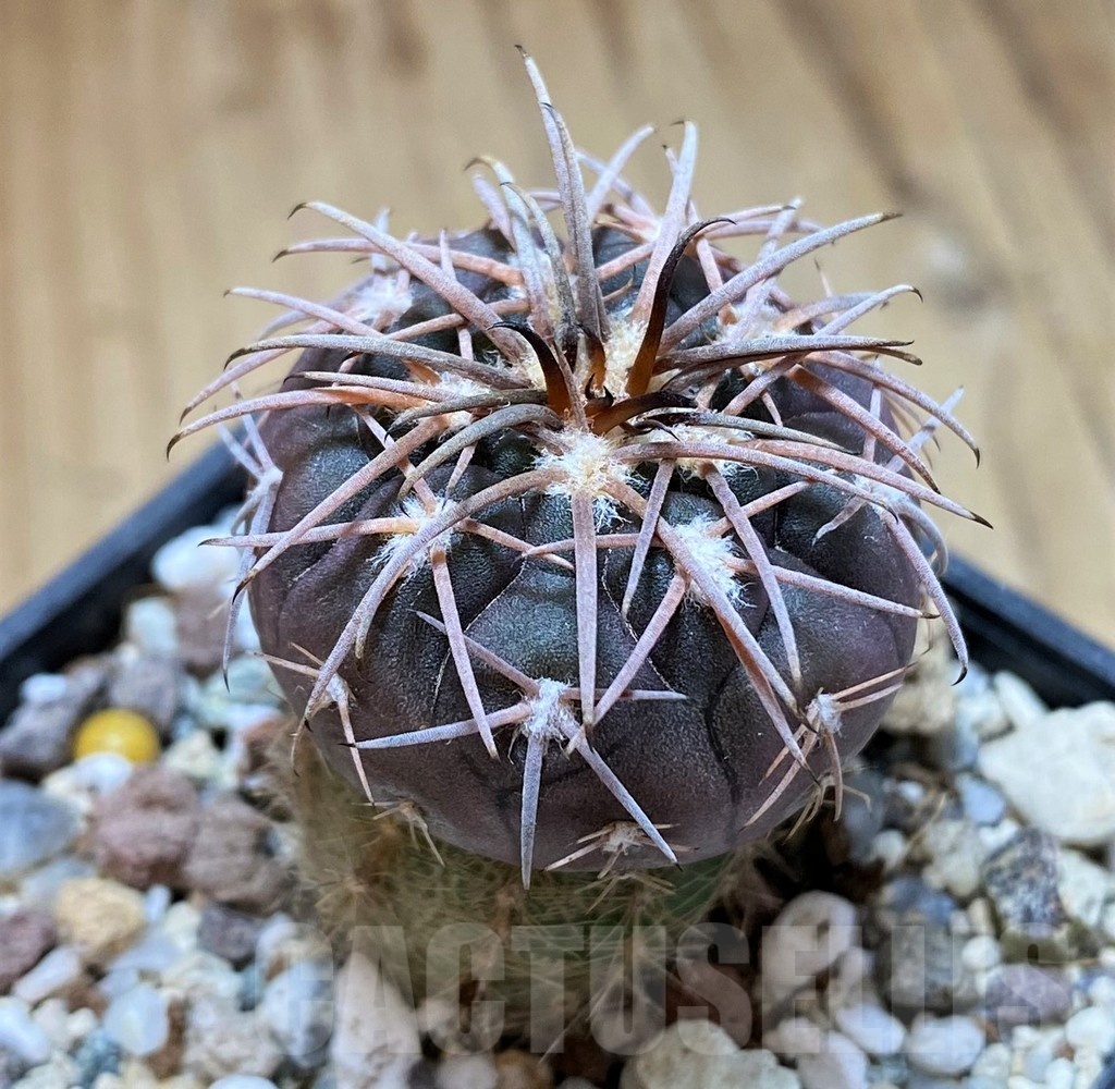YAR22472 Gymnocalycium spegazzinii v. major x unguispinum, grafted - immagine 2