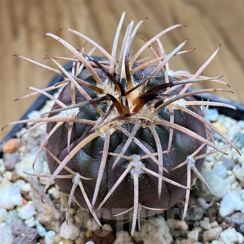 YAR22473 Gymnocalycium spegazzinii v. major x unguispinum, grafted