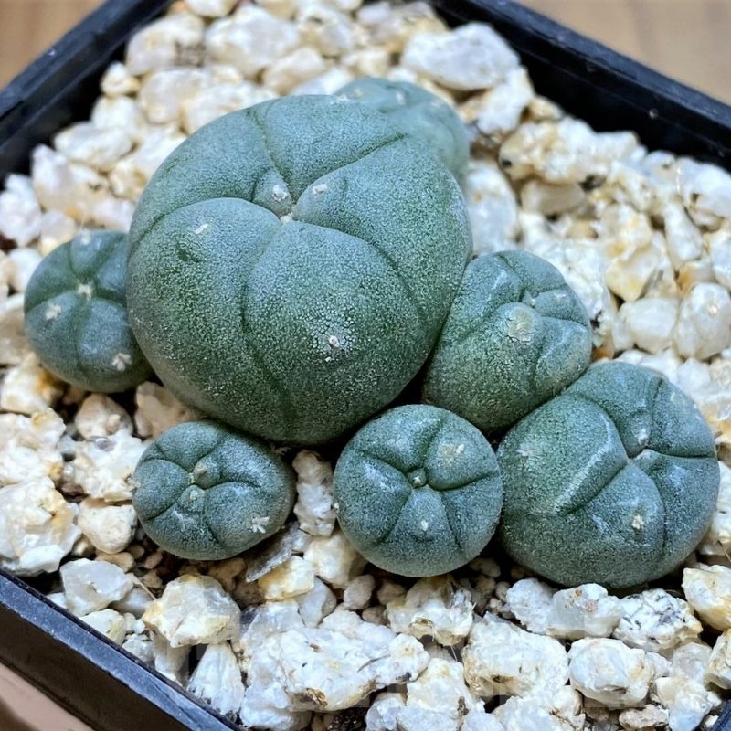 YAR22474 Anhalonium caespitosa REP2293, seedling