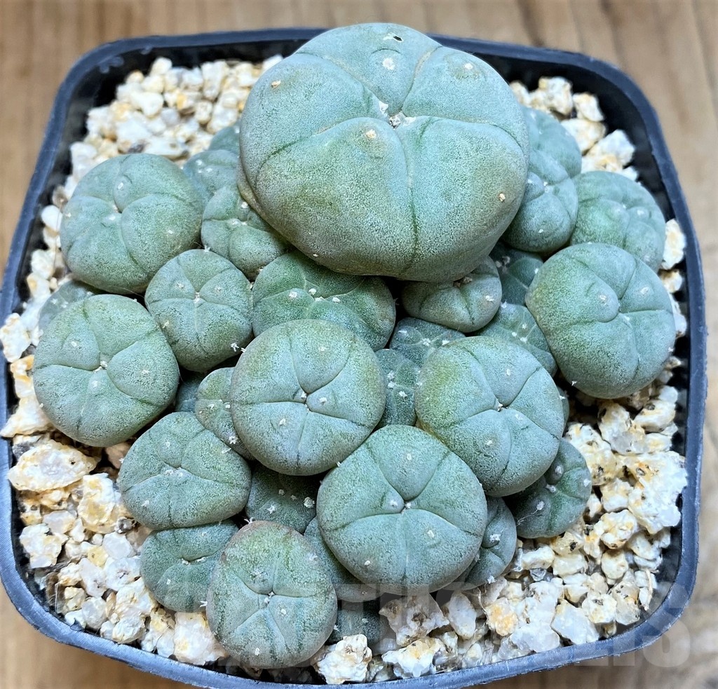 YAR22476 Anhalonium caespitosa REP2293, seedling