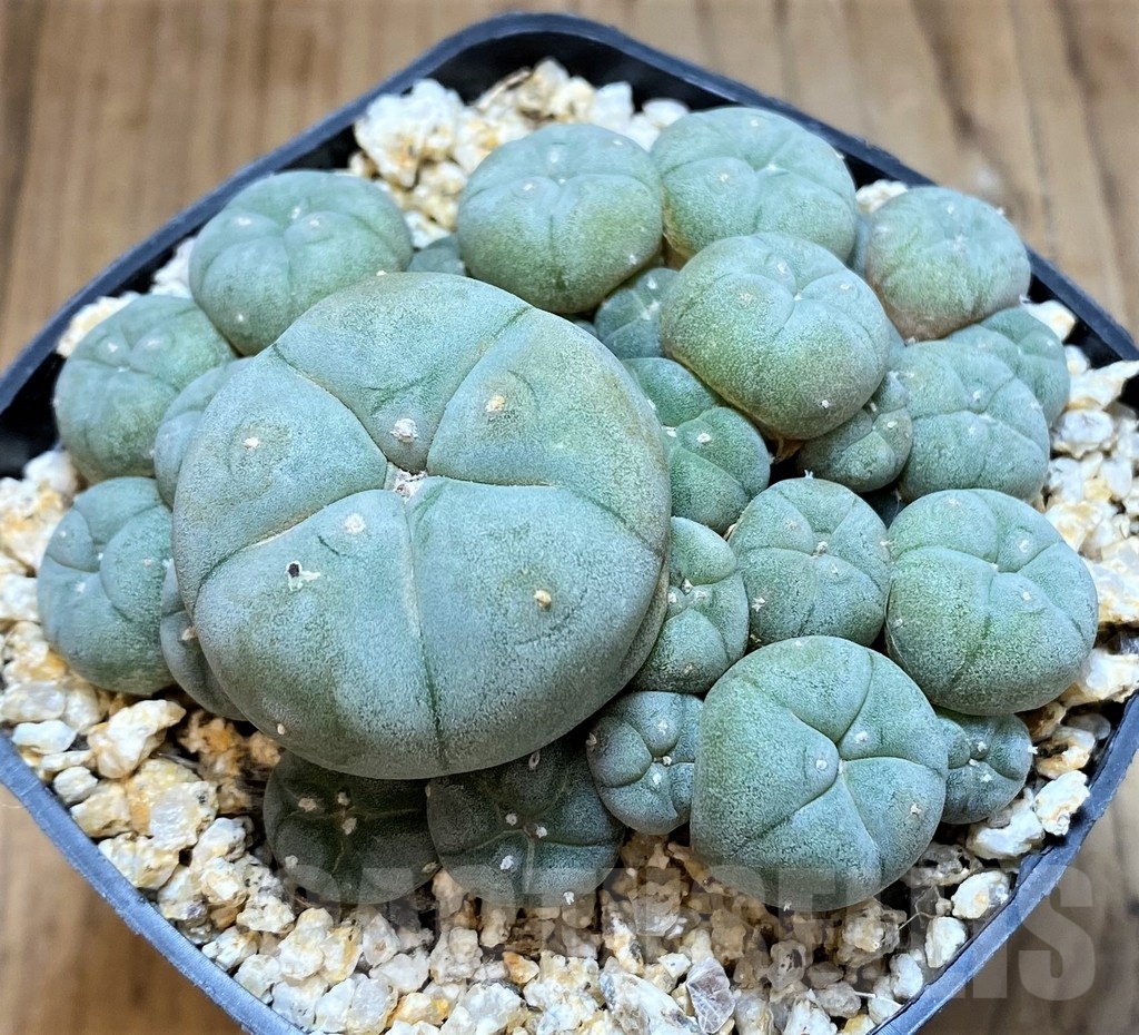 YAR22476 Anhalonium caespitosa REP2293, seedling - Image 3