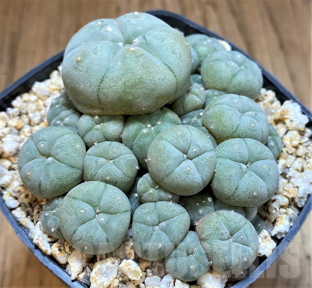 YAR22476 Anhalonium caespitosa REP2293, seedling - Image 4