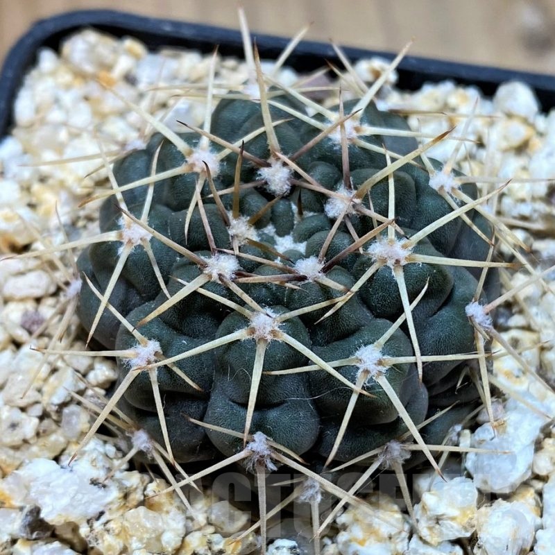 YAR22465 Gymnocalycium borthii WP 67-255