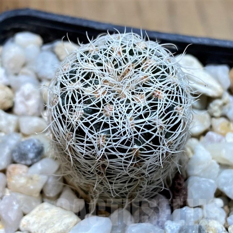 YAR22466 Gymnocalycium gertii GN 968-1