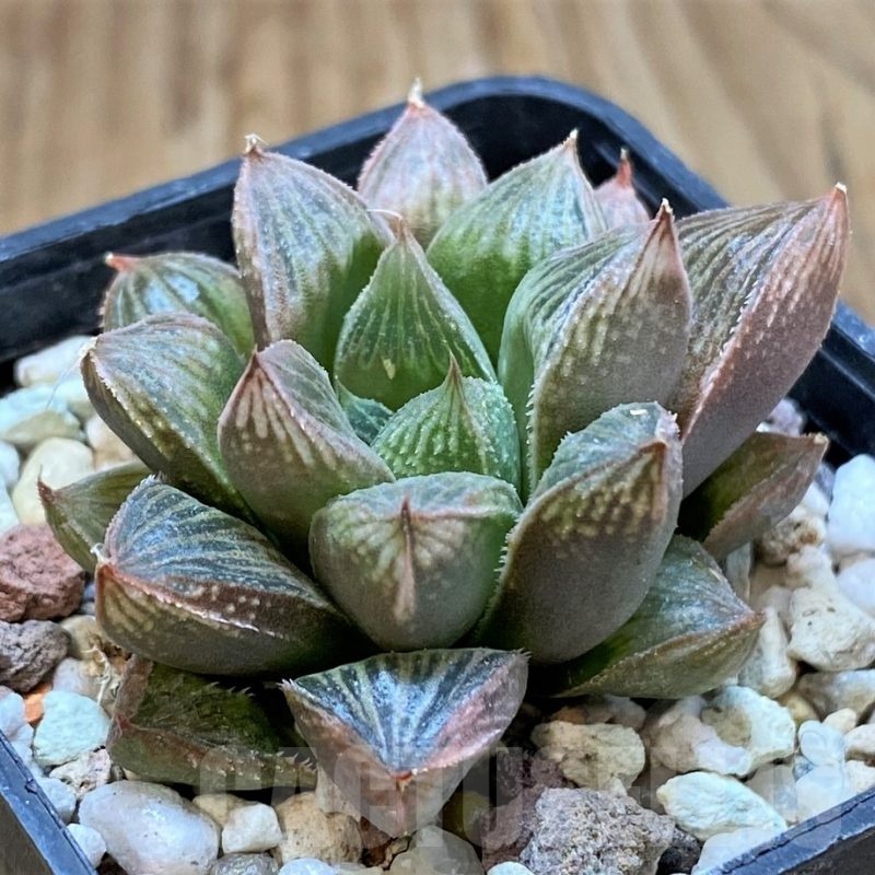 SH22588 Haworthia cooperi hybrid