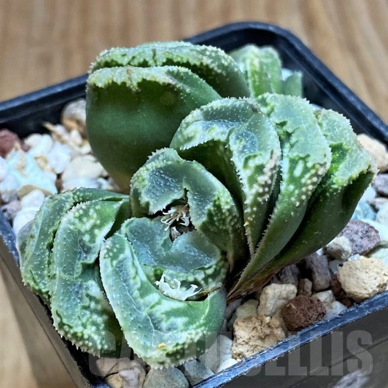 SH22589 Haworthia truncata x splendens