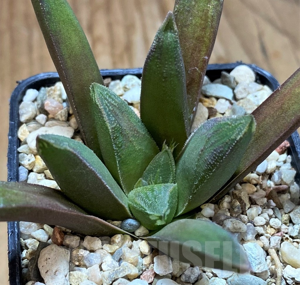 SH22590 Haworthia floribunda hybrid - Image 2