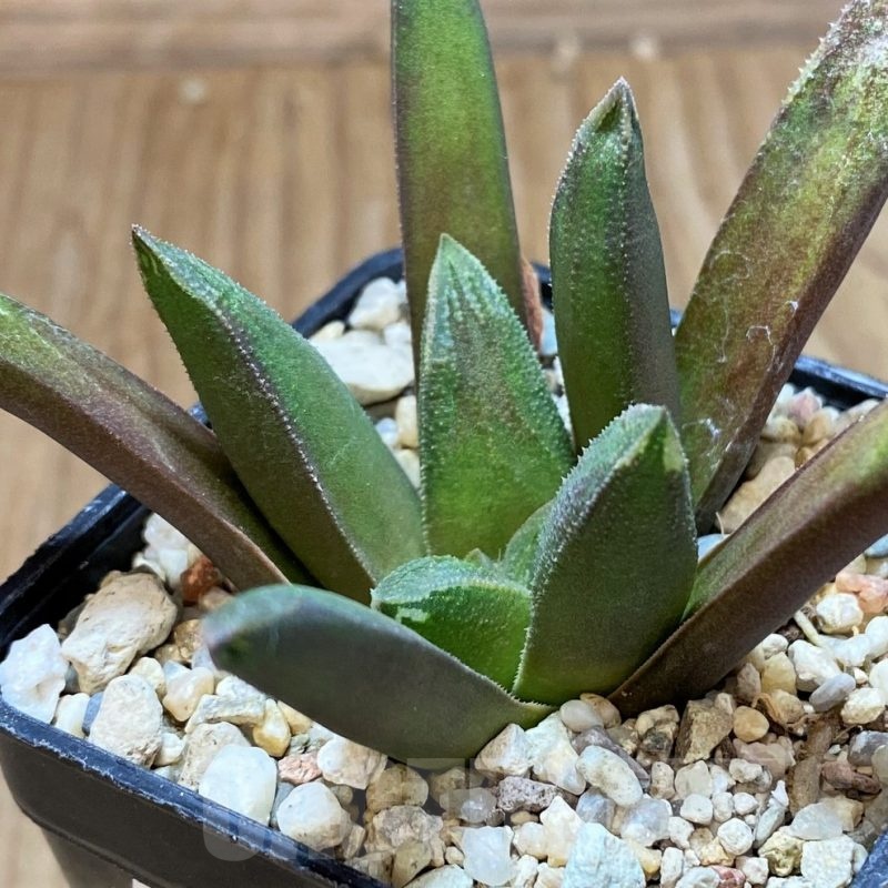 SH22590 Haworthia floribunda hybrid