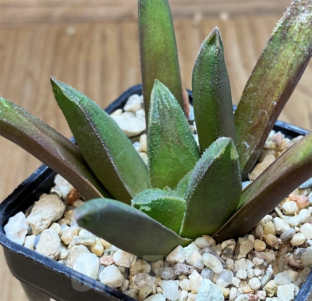 SH22590 Haworthia floribunda hybrid