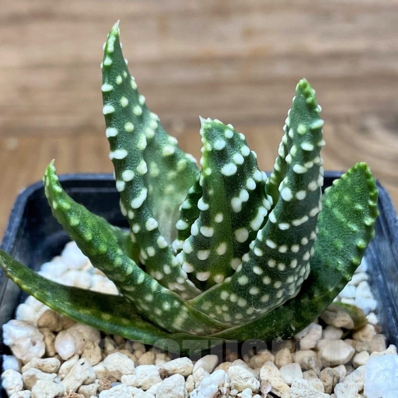 SH22591 Haworthia maxima