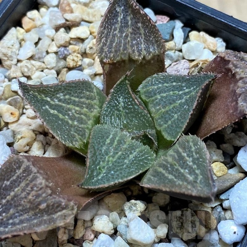 SH22559 Haworthia magnifica hybrid