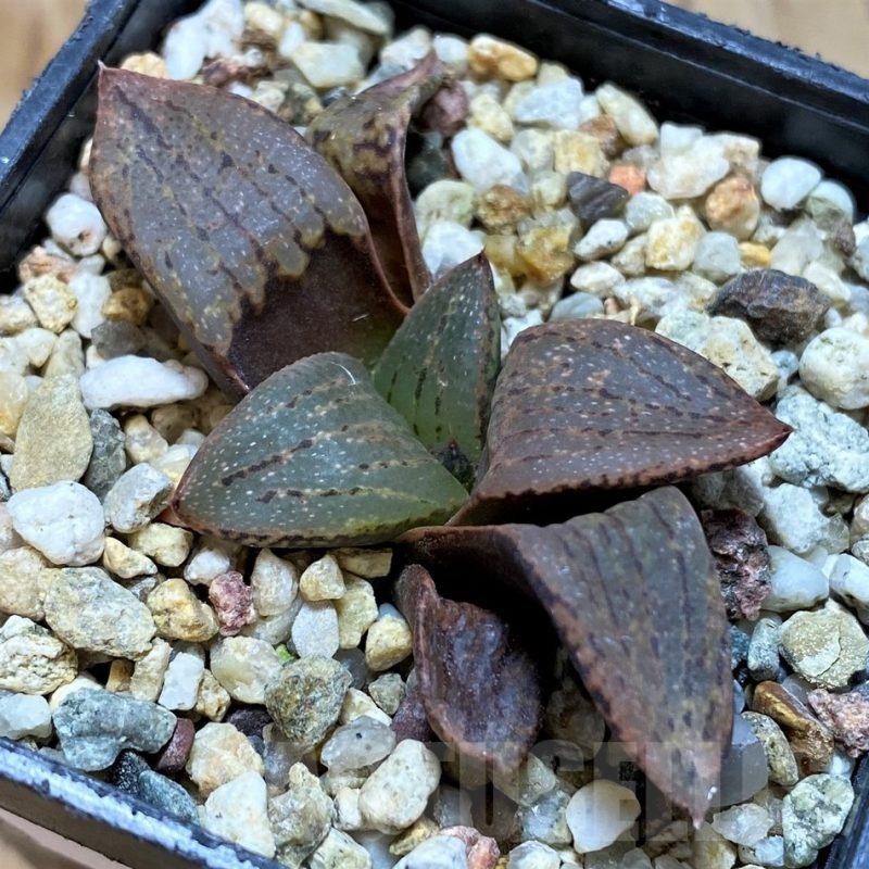 SH22592 Haworthia picta v. janvlokii