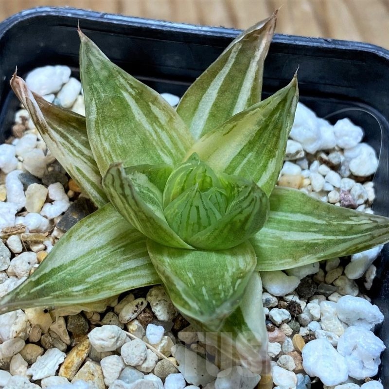 SH22593 Haworthia cymbiformis f. variegata