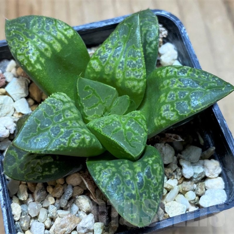 SH22594 Haworthia 'Kamen Butokai'